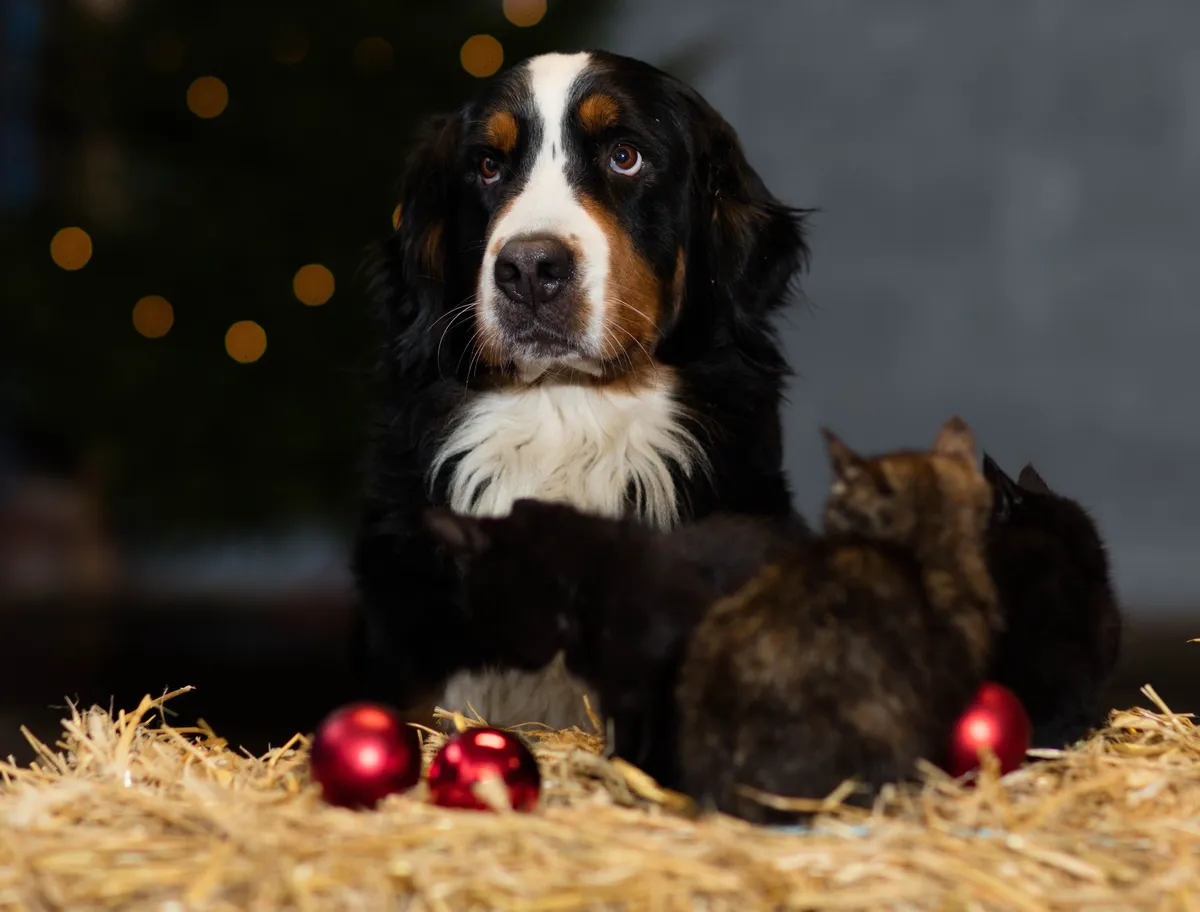 hundar och katter jul beskuren