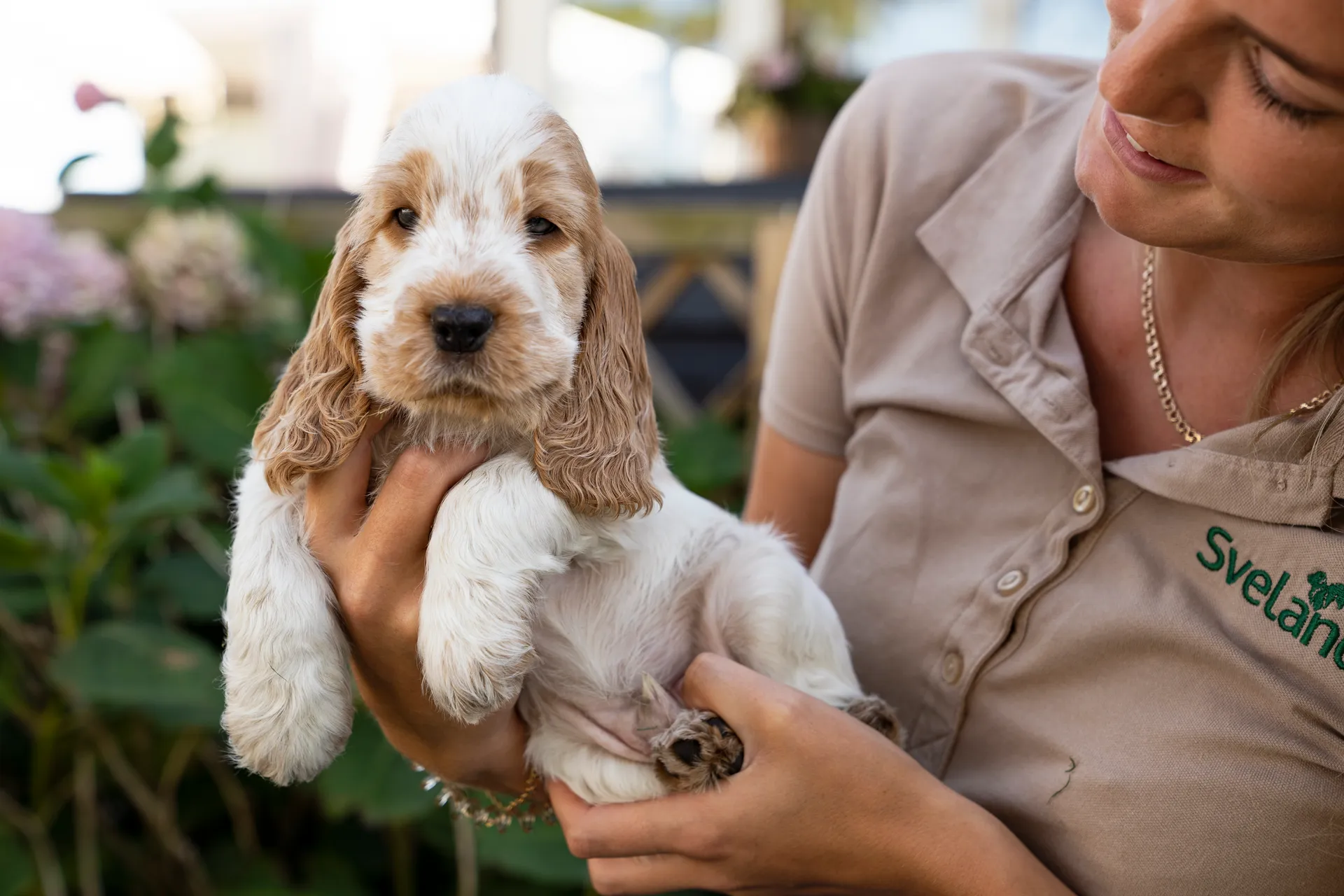 cocker spaniel valp-sveland