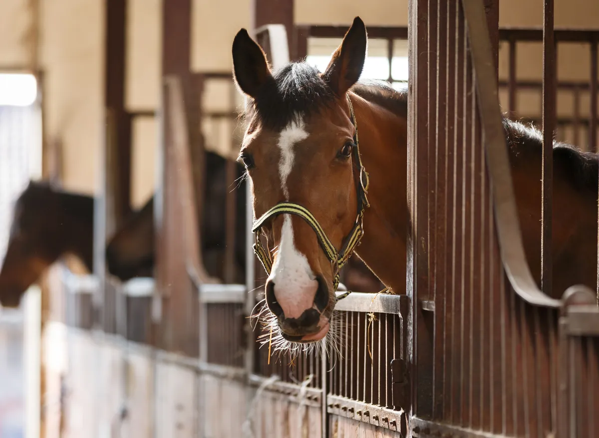 Häst i stall