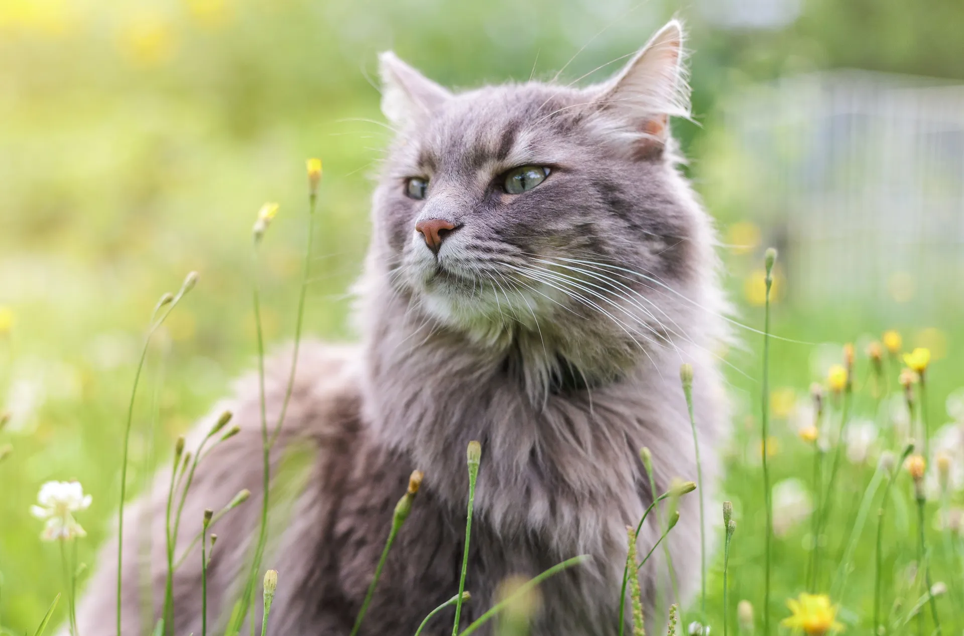Katt utomhus