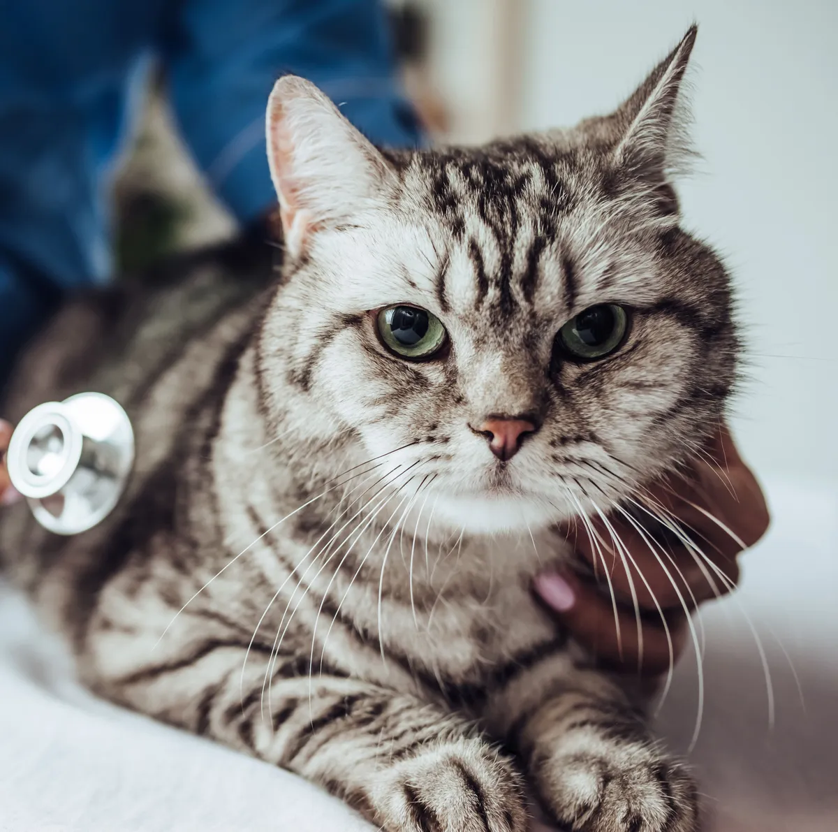Katt veterinär beskuren
