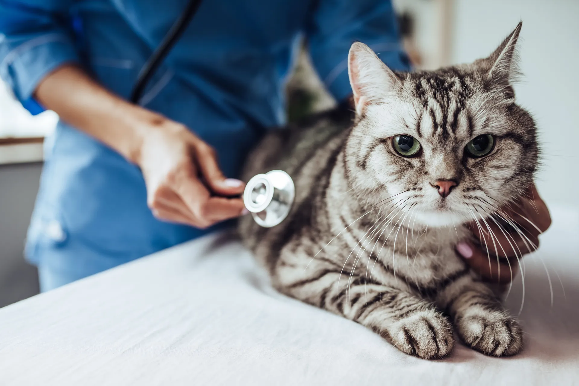 Katt hos veterinär