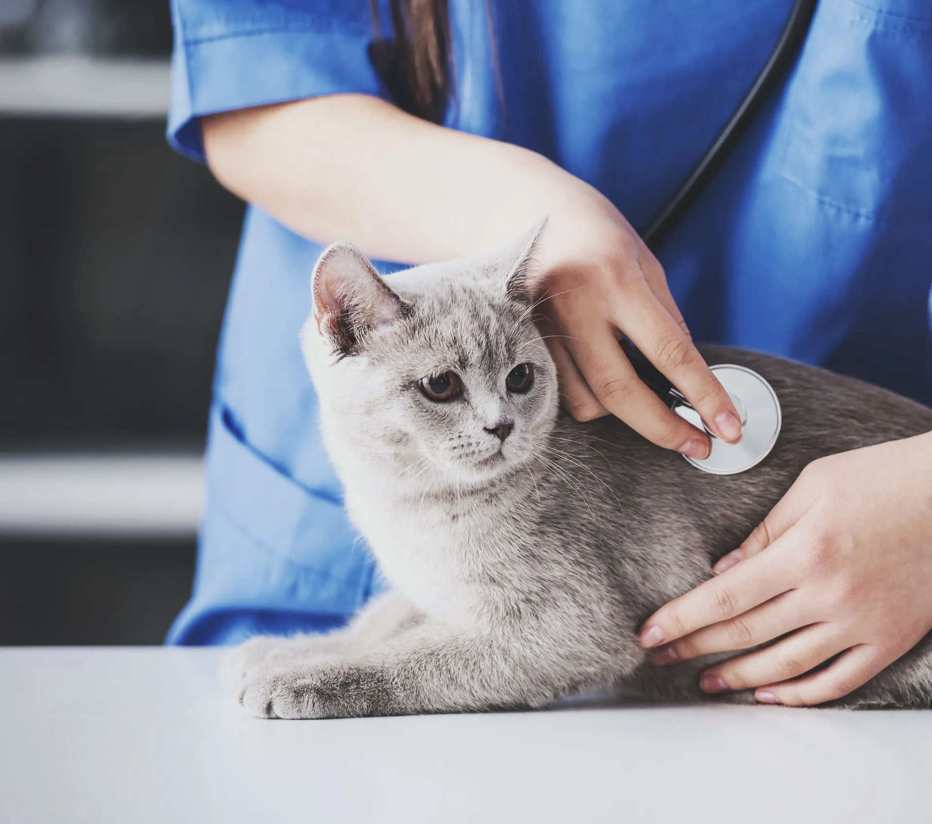 Katt veterinär beskuren