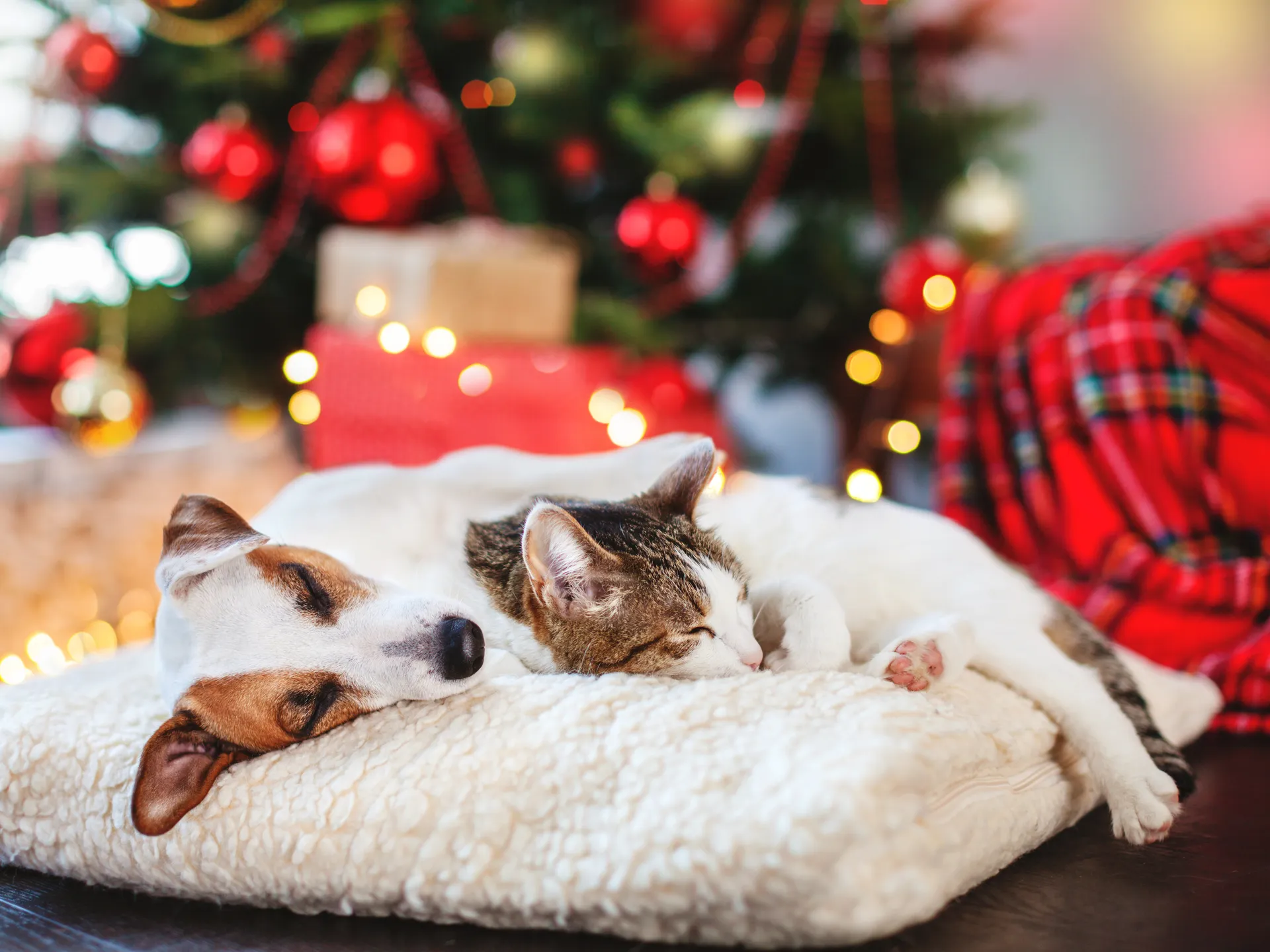 Katt och hund jul