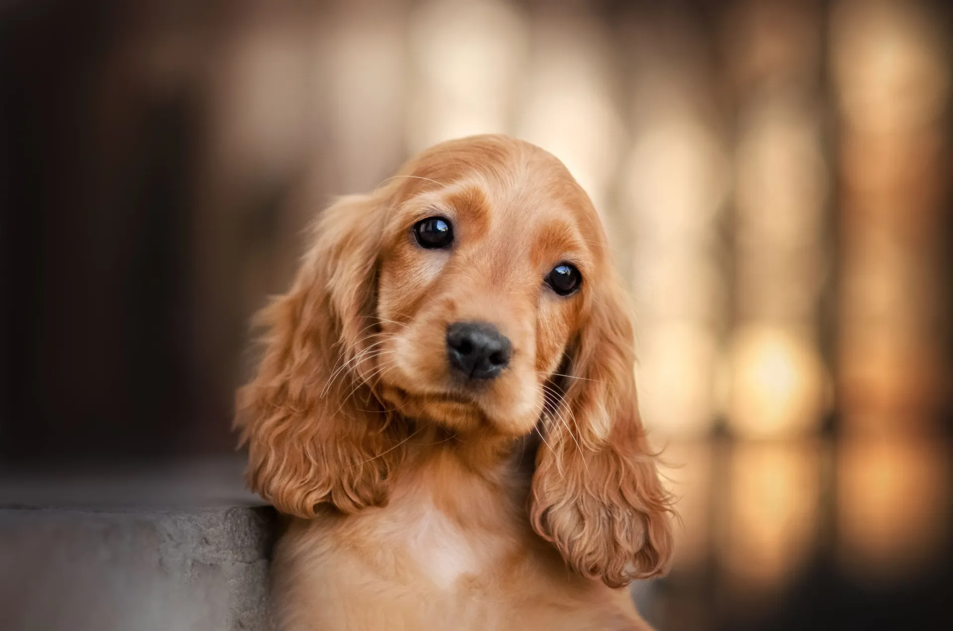 Cocker spaniel valp