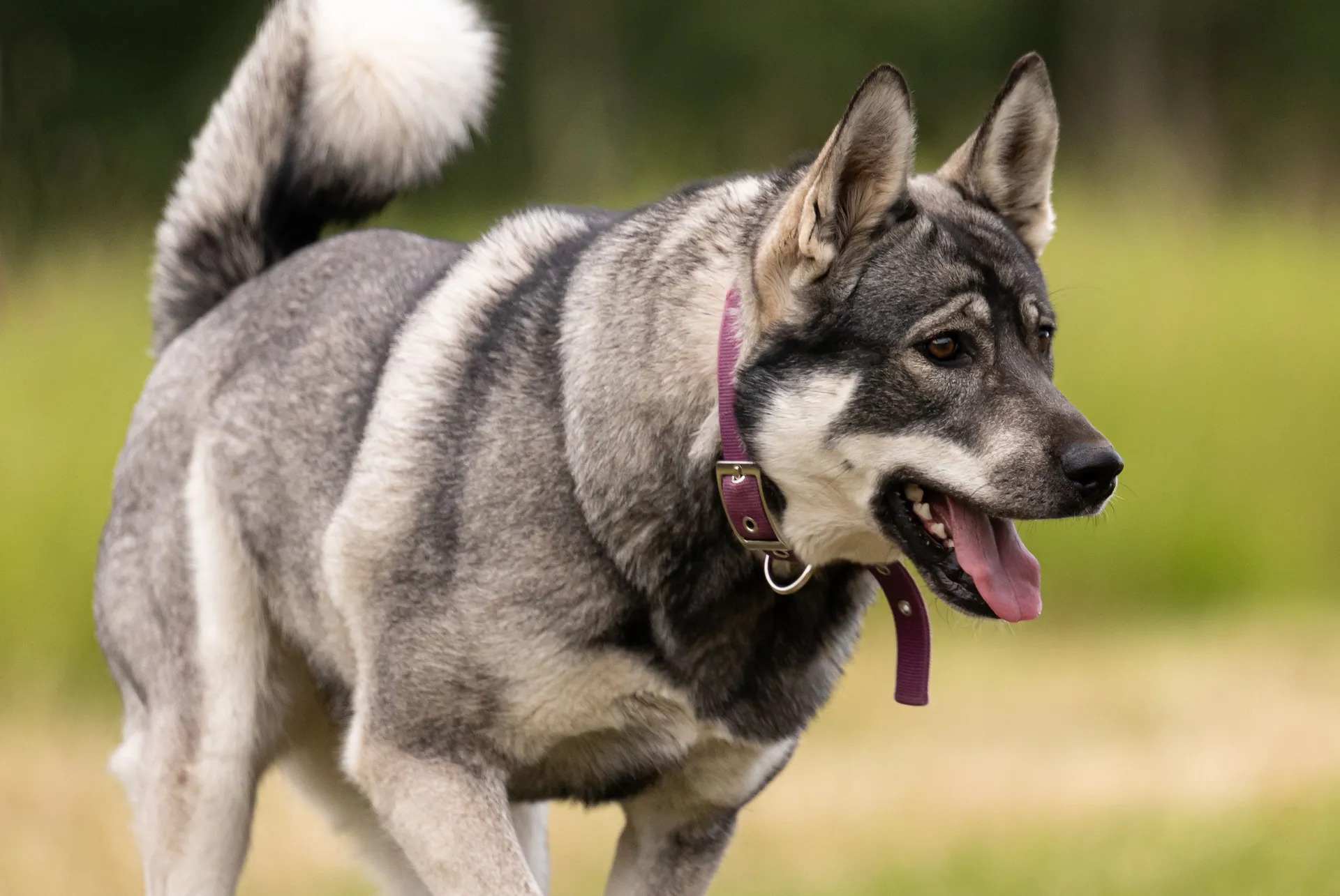 Gråhund jakthund
