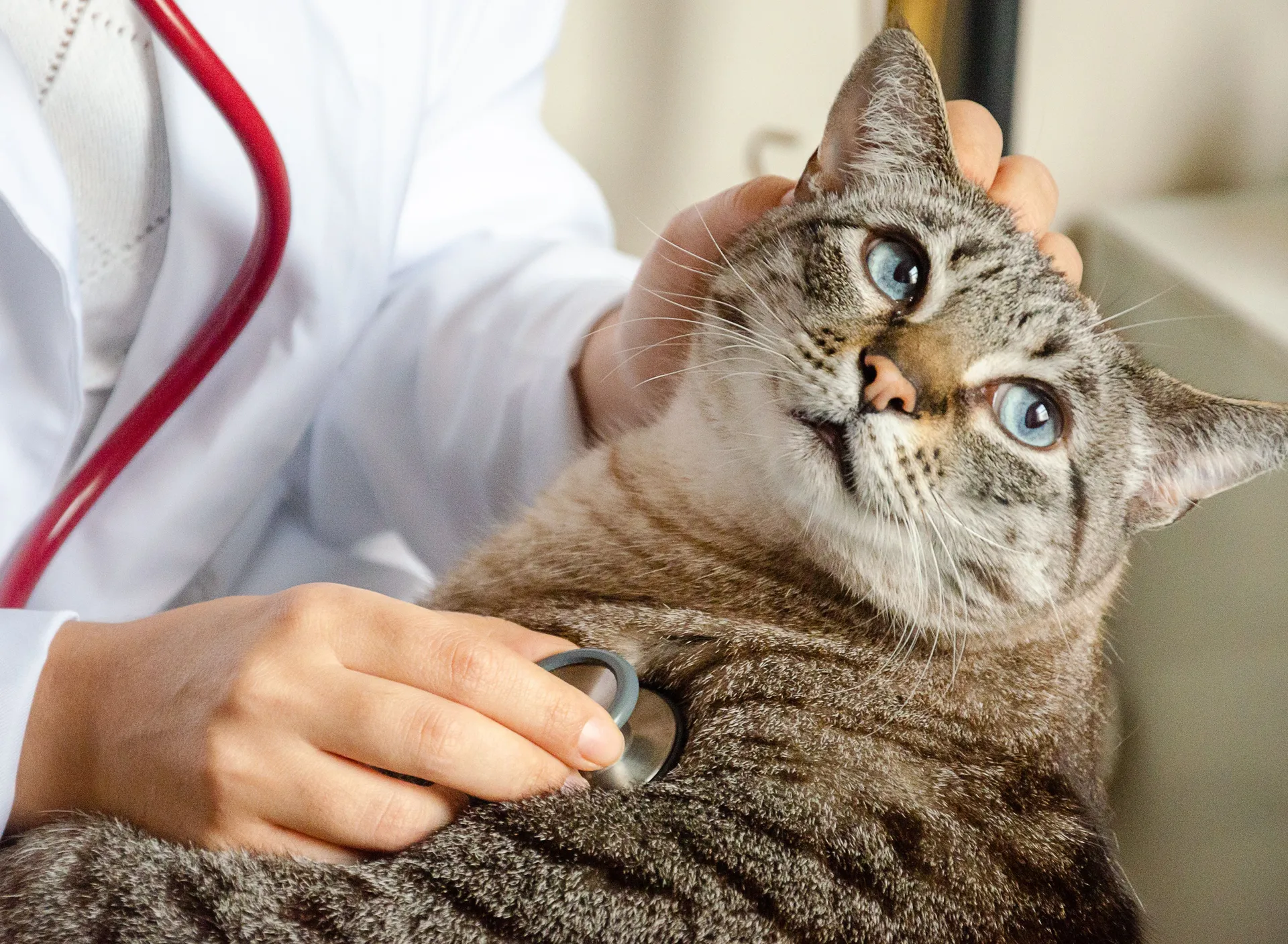 Katt hos veterinär