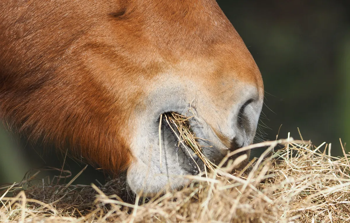 Häst äter hö