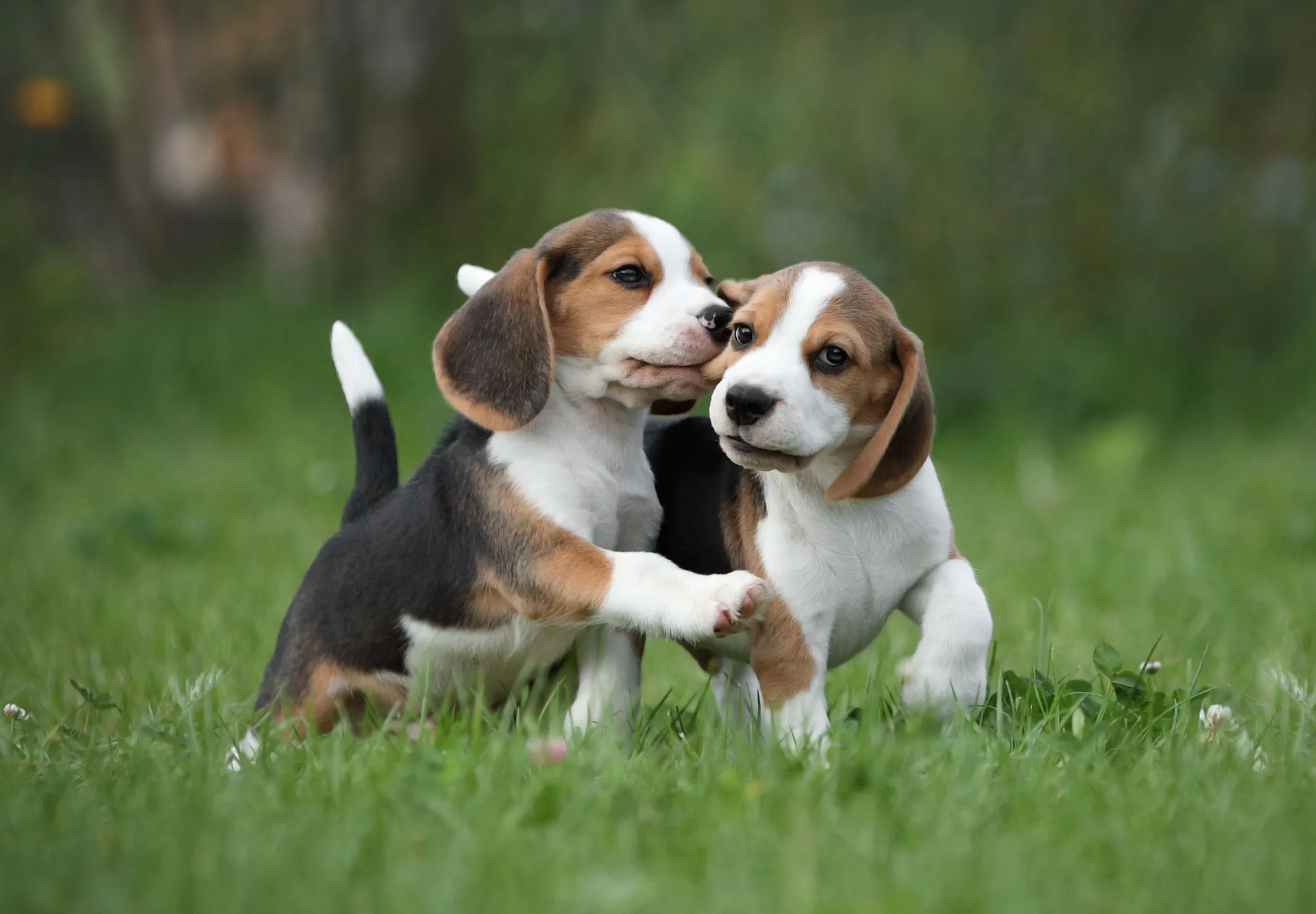 beagle valpar