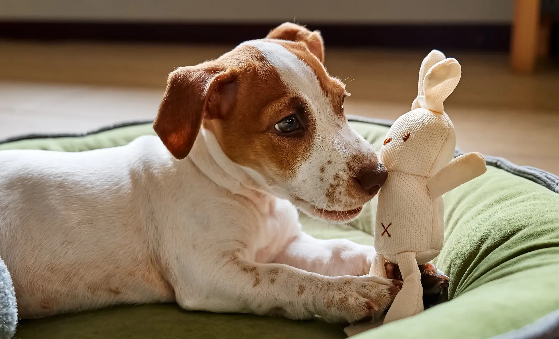 Valp jack russel