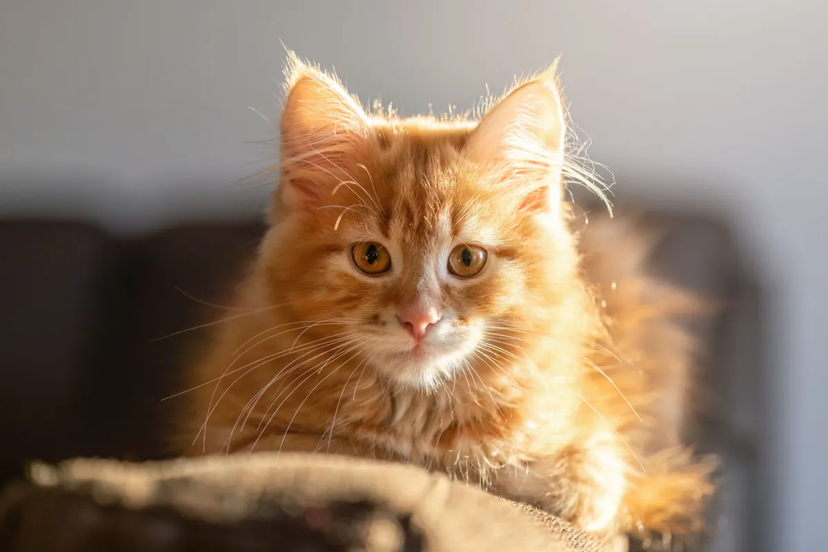 Orange katt