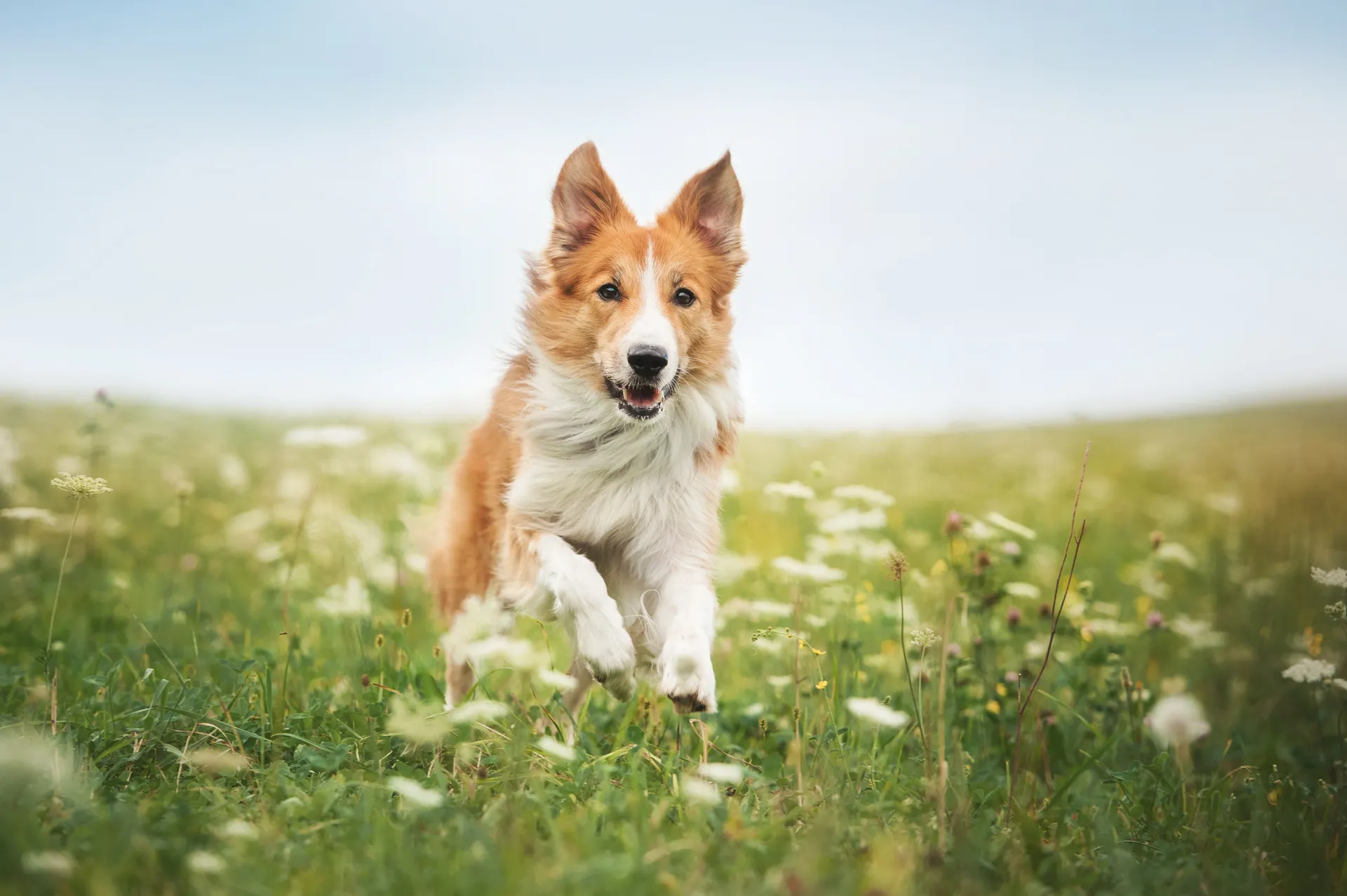 Hund på äng