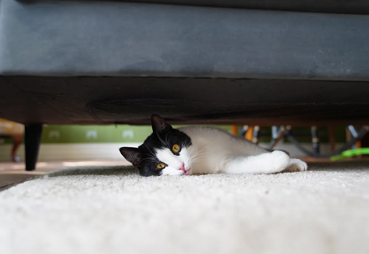 AktiveraInnekatten