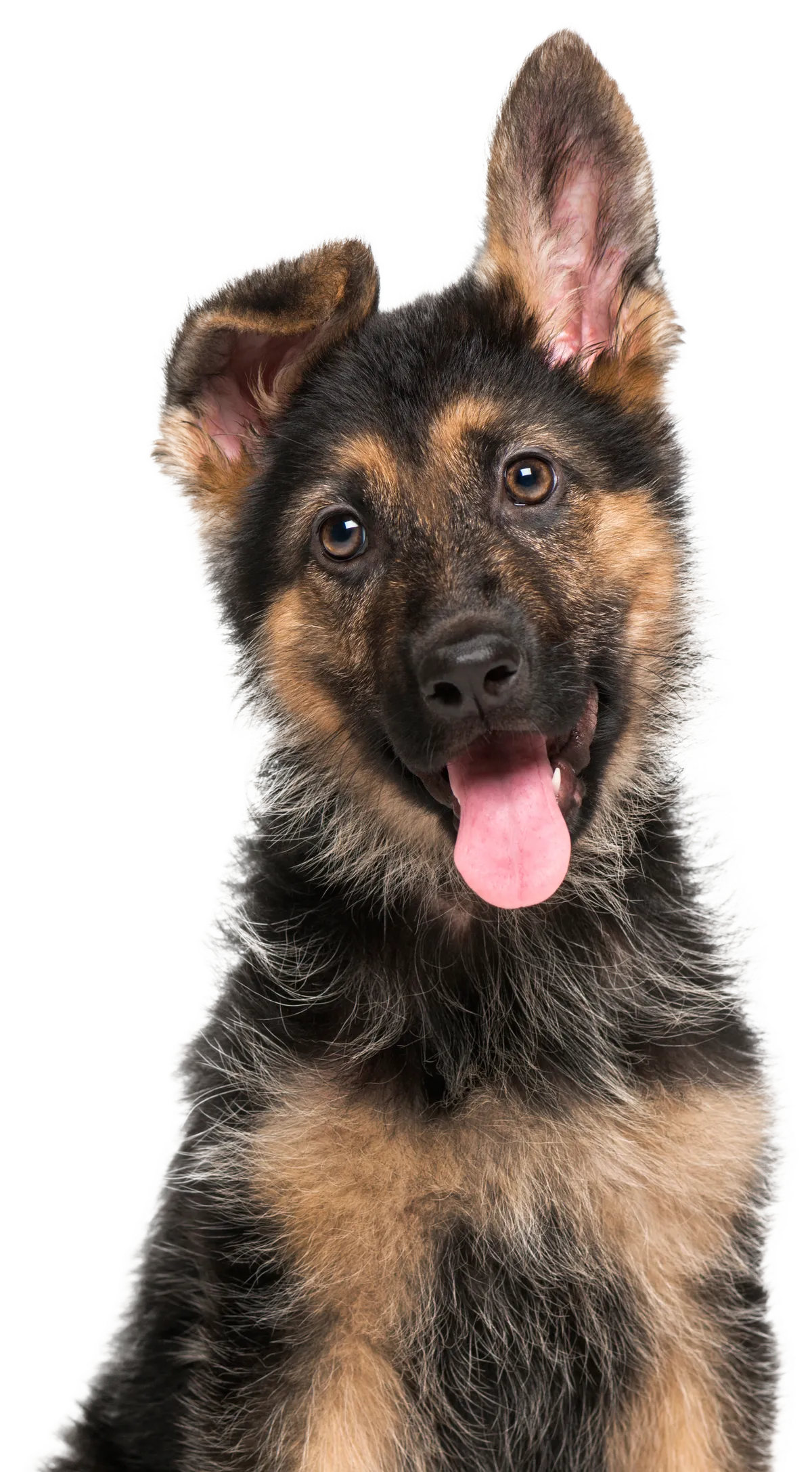 Nyfiken schäfervalp med tungan ute och huvudet på sned