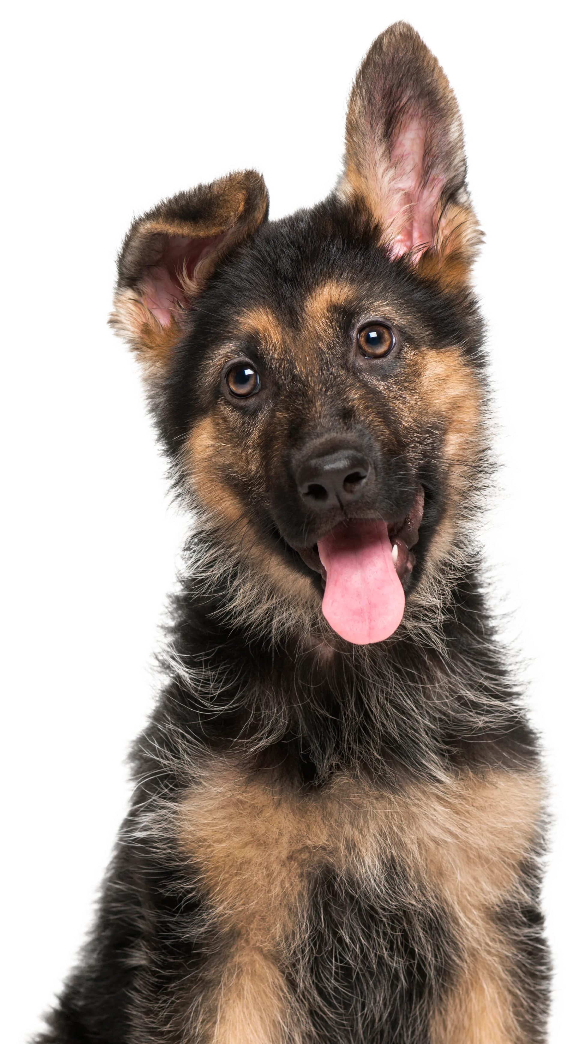 Nyfiken schäfervalp med tungan ute och huvudet på sned