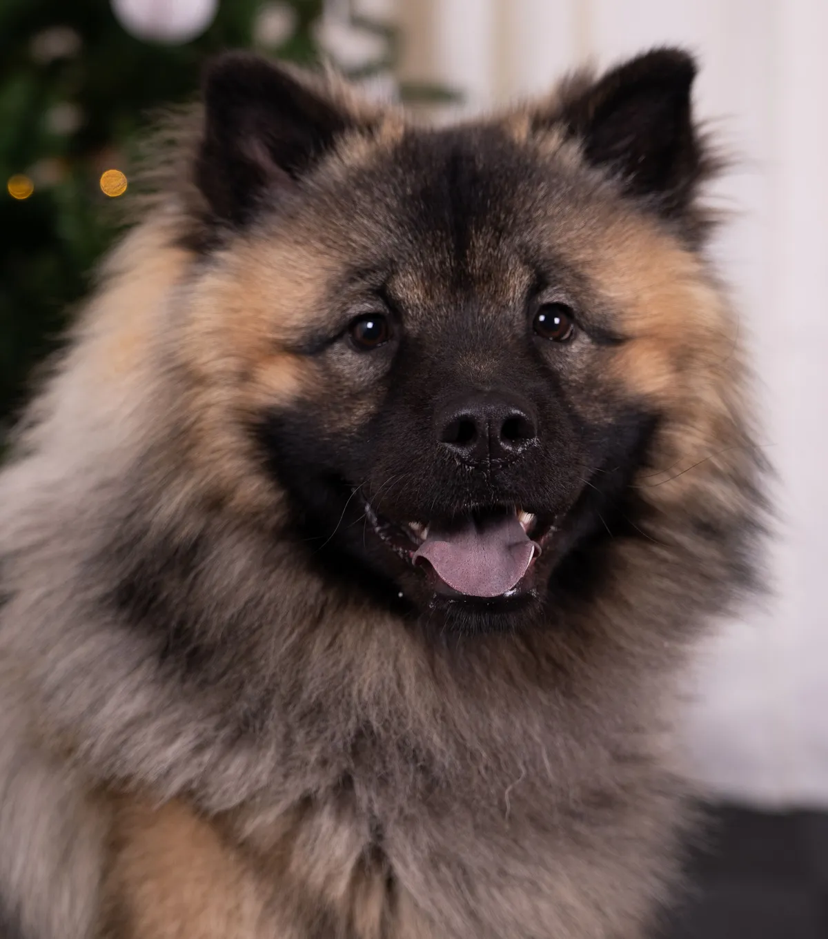 Hund jul beskuren