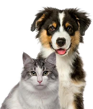 Doldafelförsäkring hund & katt