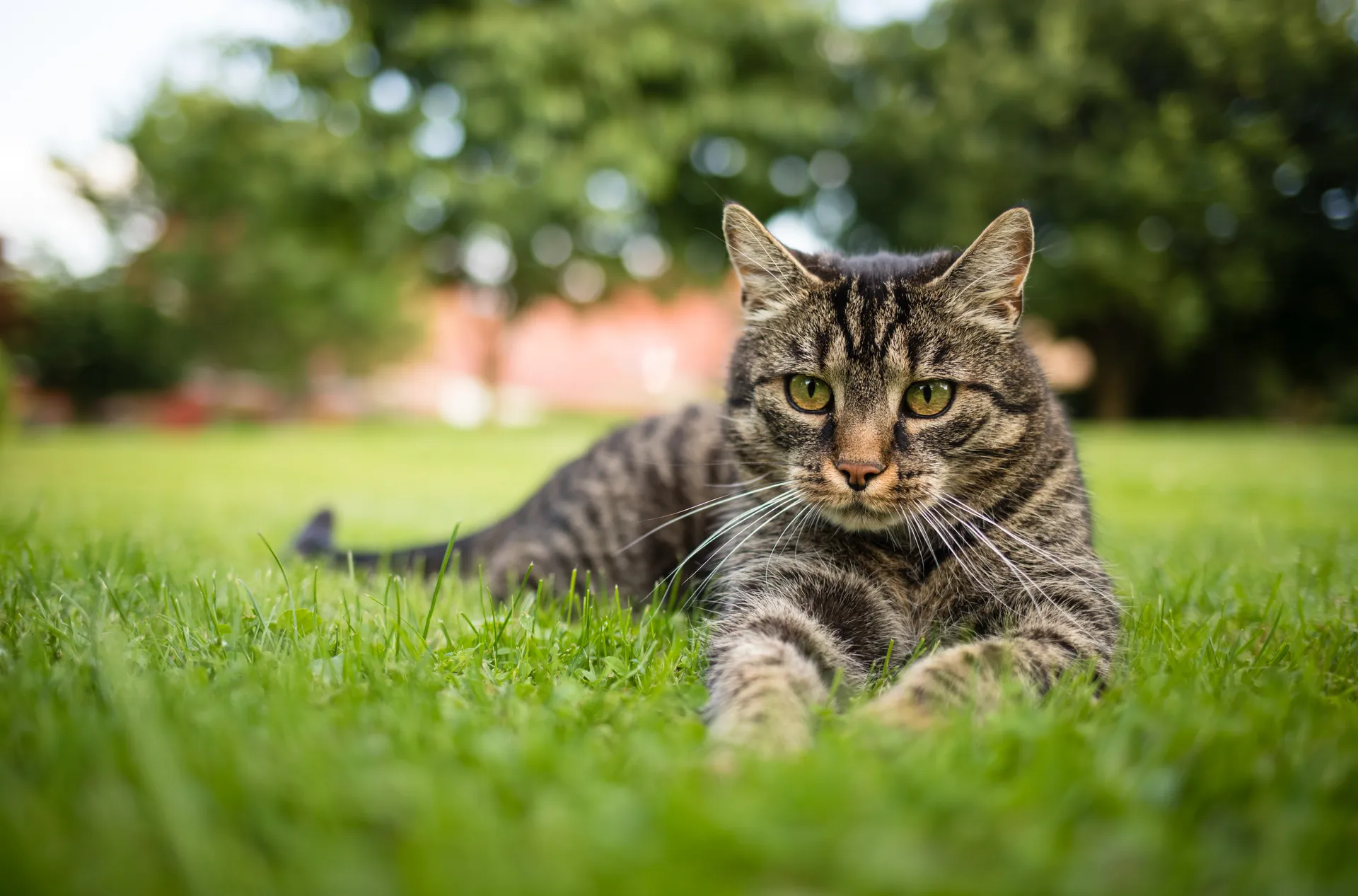Kattens dräktighet