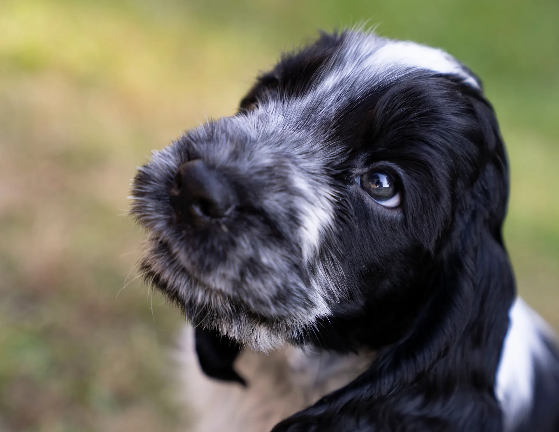 Cocker spaniel valp