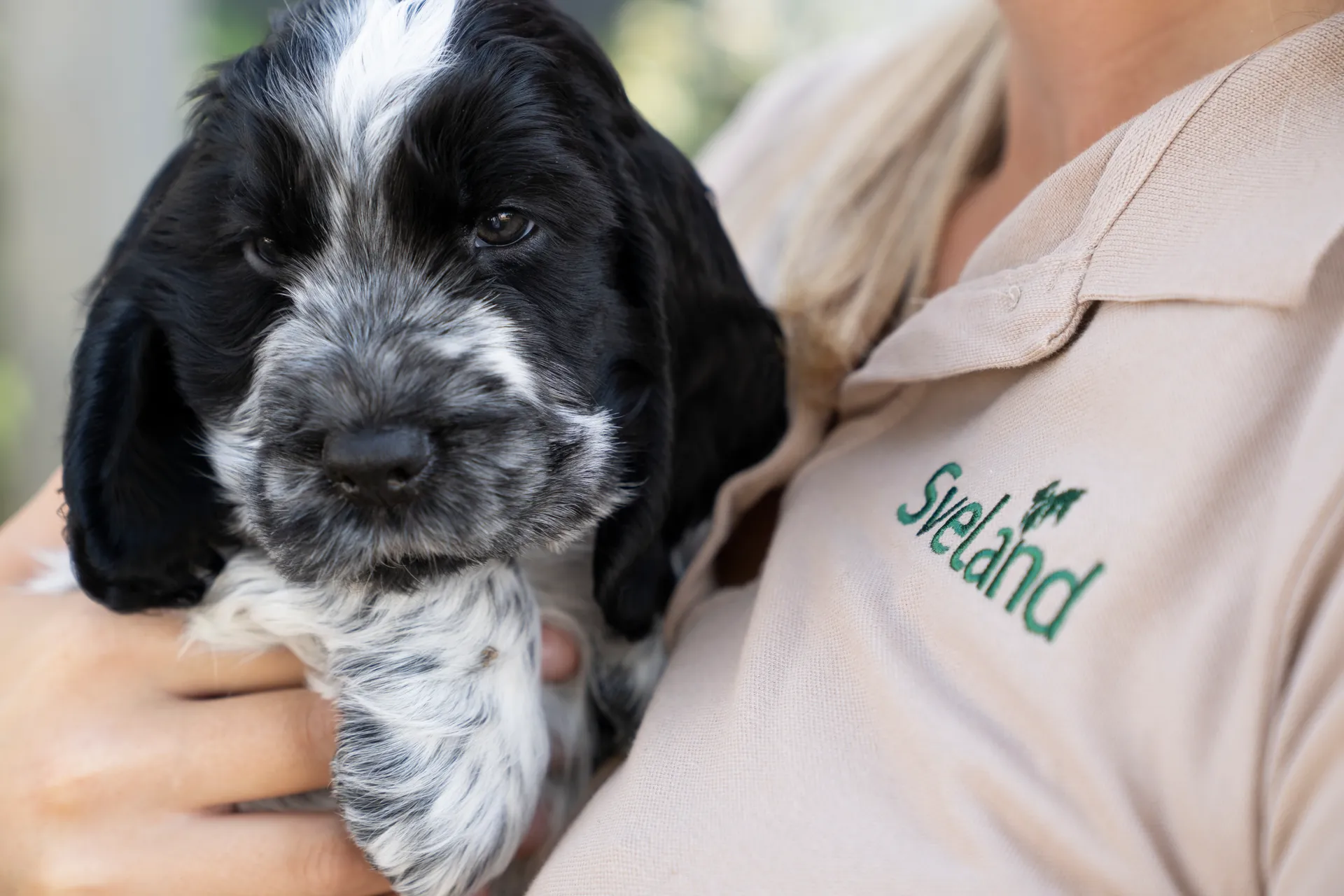 Sveland cocker spaniel valp