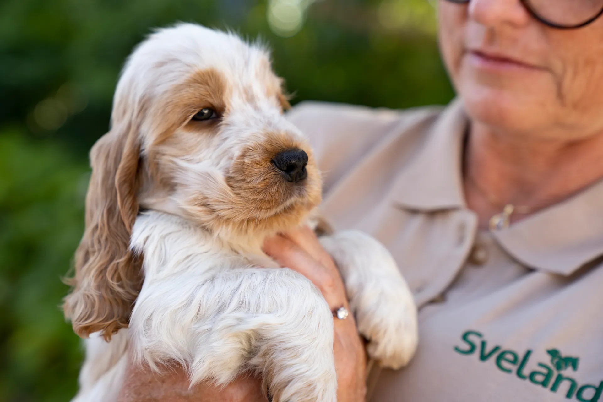 cocker spaniel valp i famn