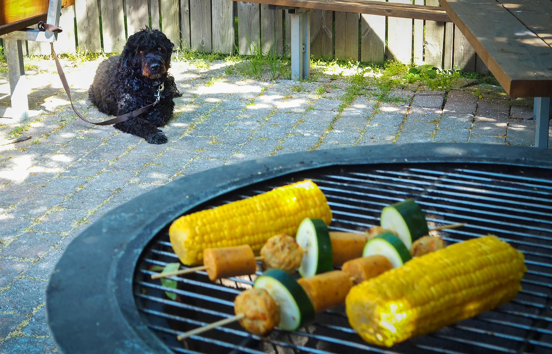 Farliga livsmedel för din hund