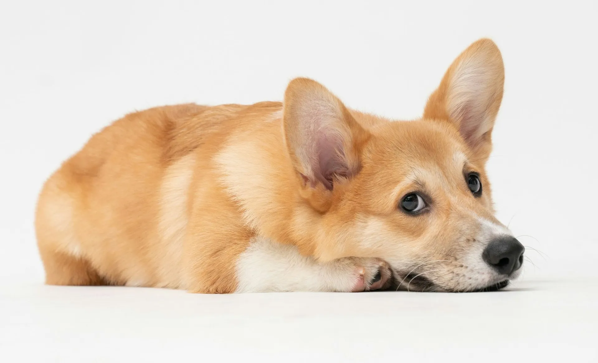 Liggande Corgi på vit bakgrund med avslappnad blick