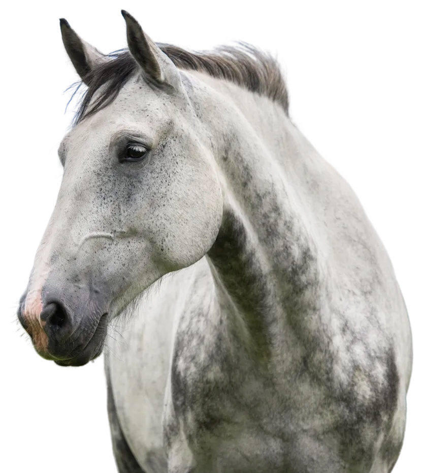 Hast Begransad HERO
