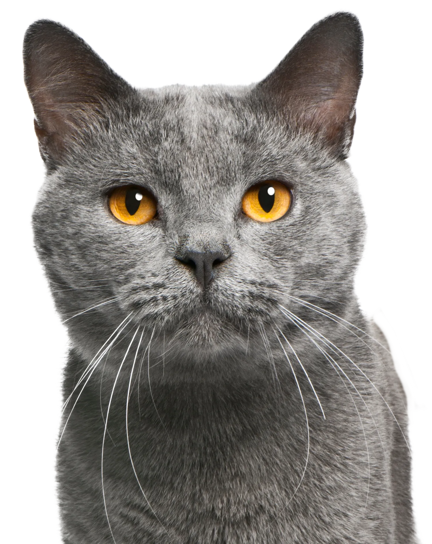 Grå katt med bärnstensögon i porträtt mot vit bakgrund