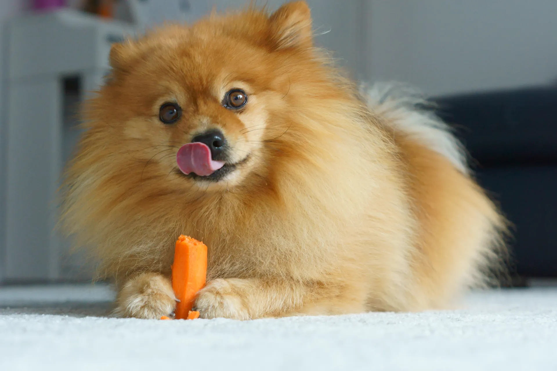 Grönsaker hund
