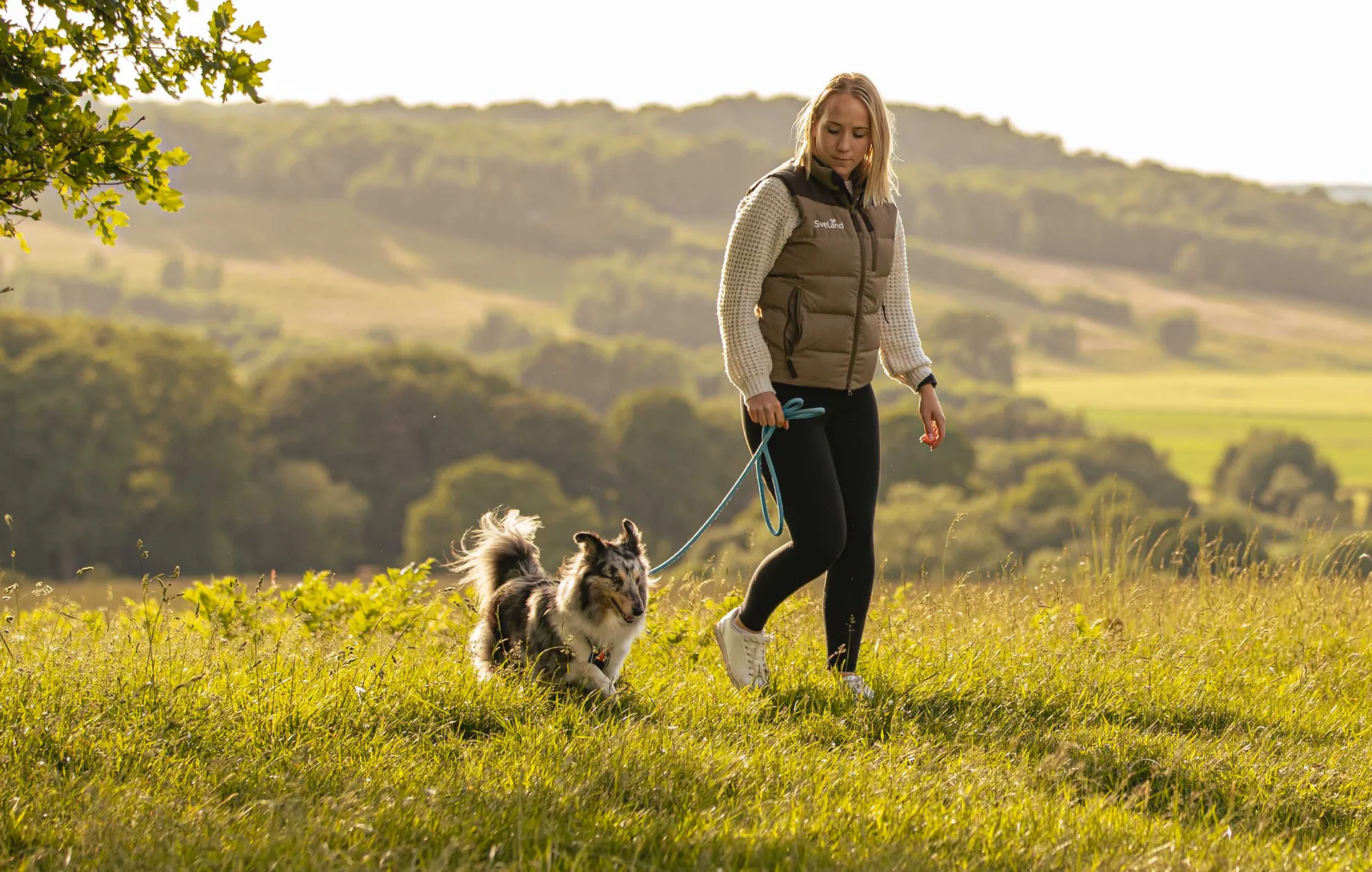 Hund Hitta den bästa försäkringen