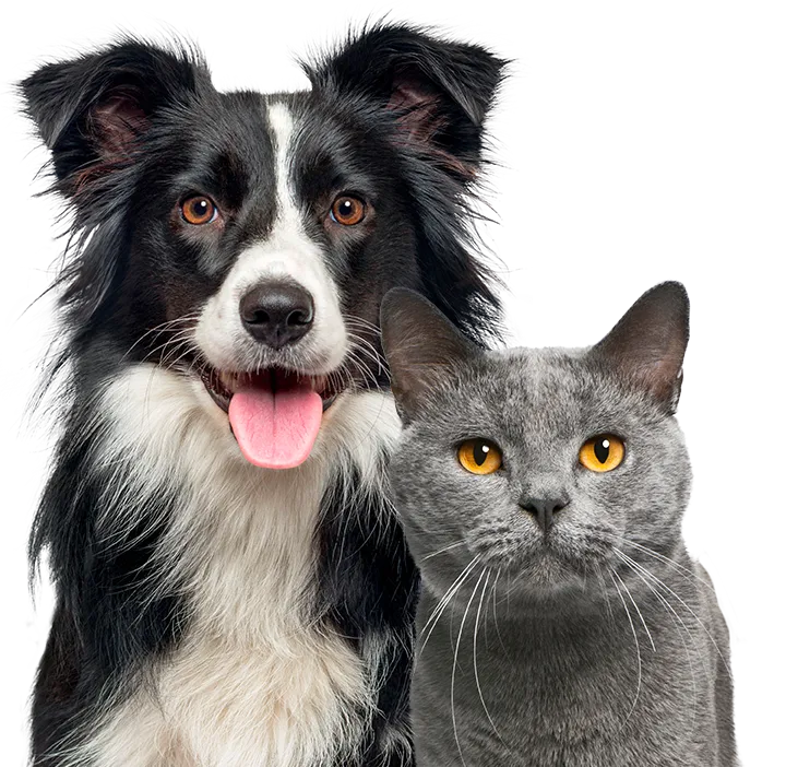 Svartvit Border Collie med öppen mun bredvid grå katt med bärnstensögon