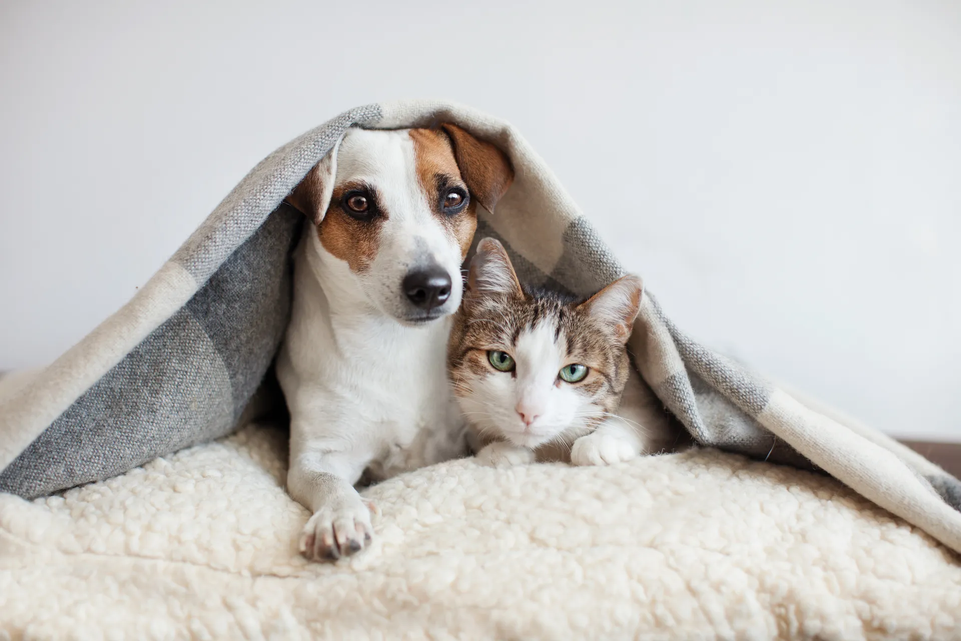 Så blir hunden och katten vänner
