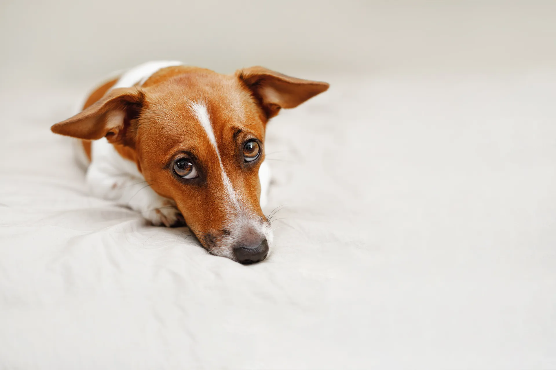 Hund nyår