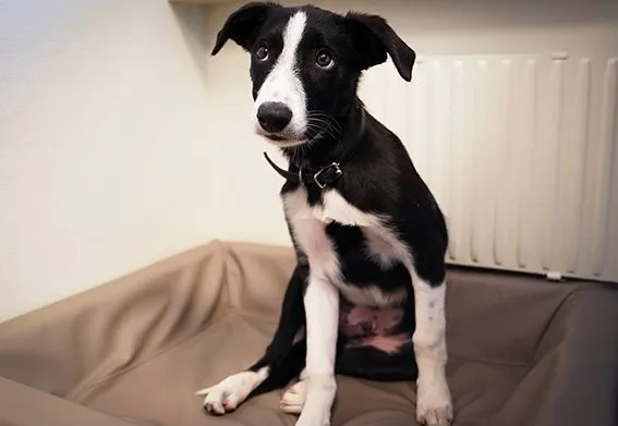Border collie valp