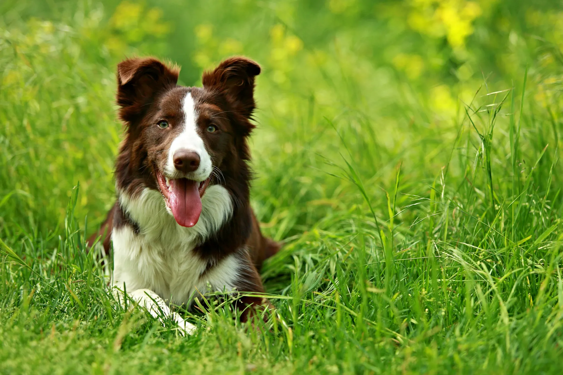 Pollenallergi Hund