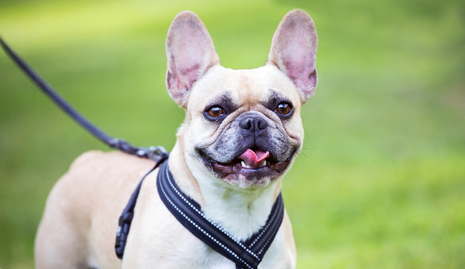 fransk bulldog