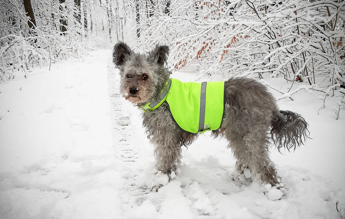 Hund reflexväst