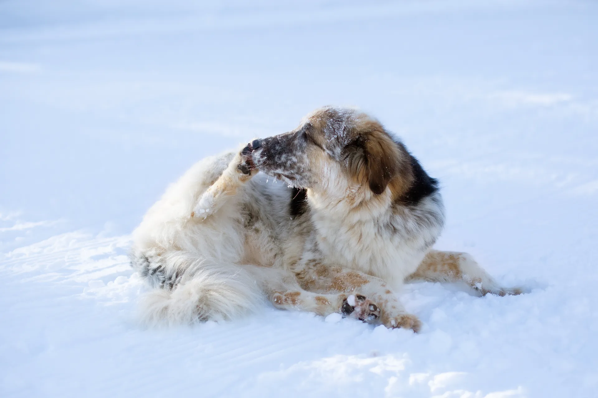 Hund slickar vinter