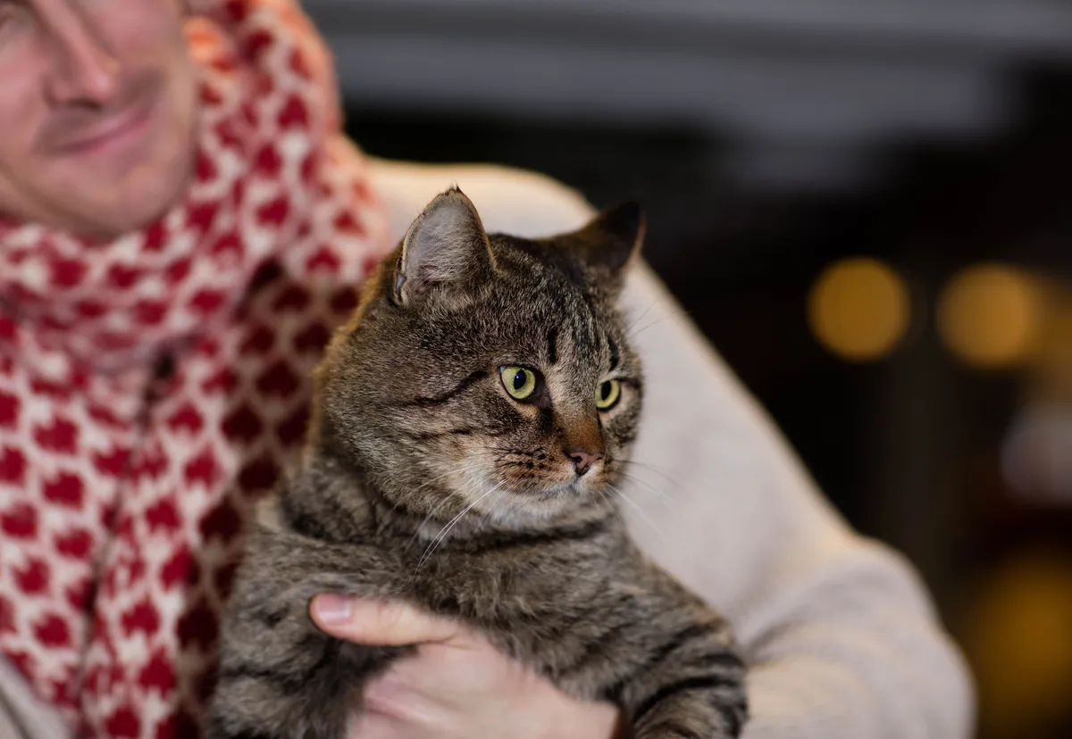 Katt jul