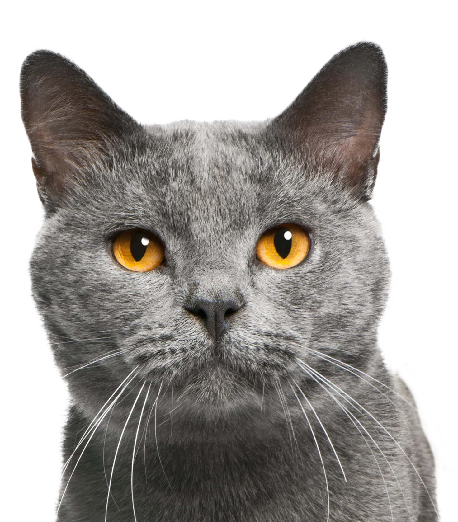 Kattforsakring MEGA3