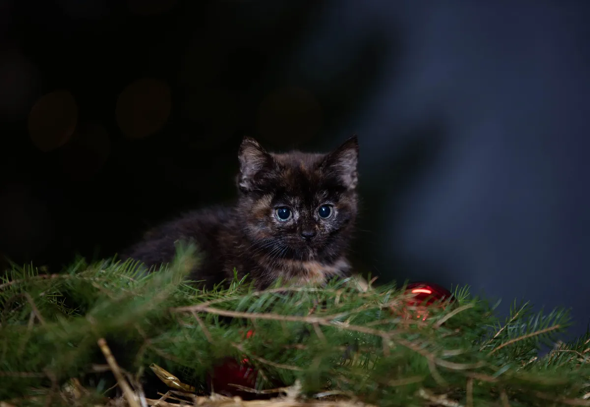 Katt i julgran