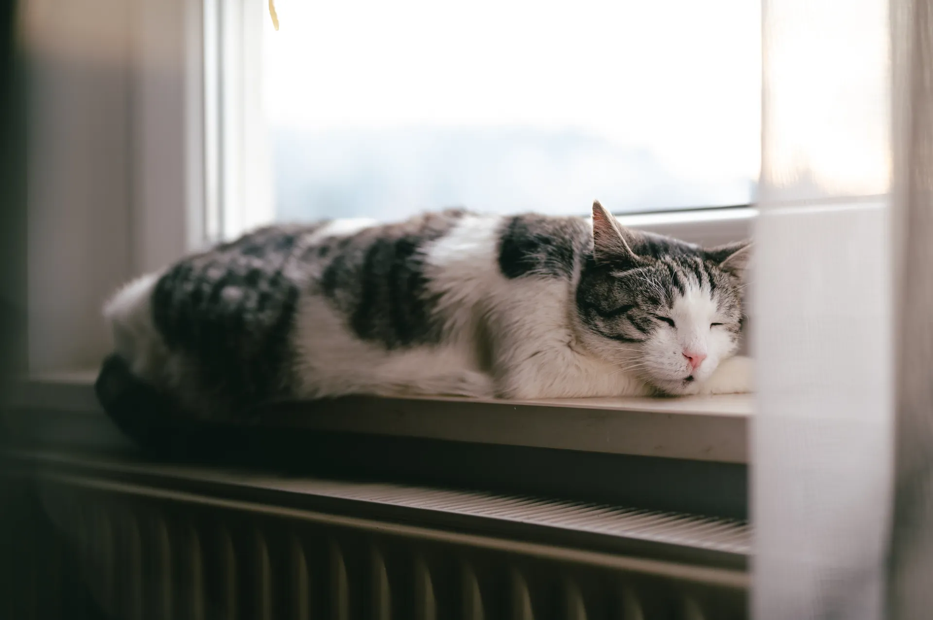 Kattsnuva