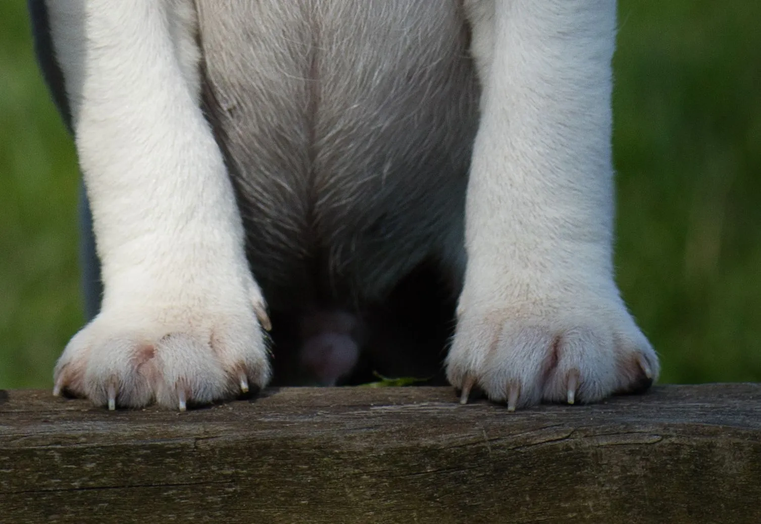 Klippa klorna på hunden, valp, kloklipp