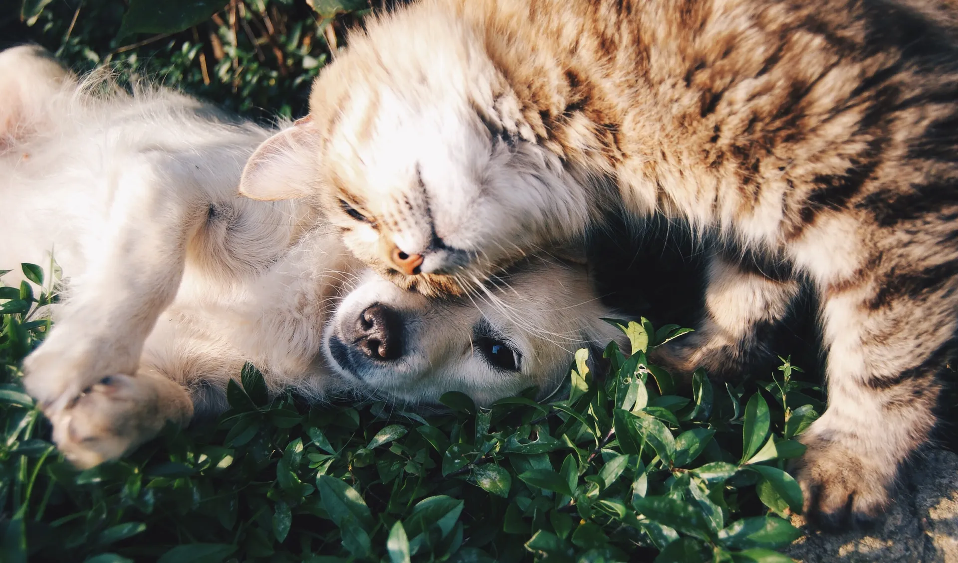 Hund och katt