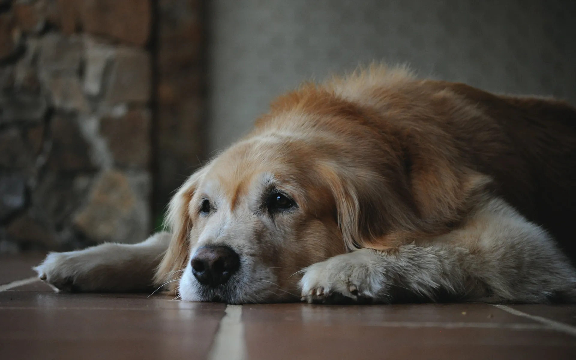 Hund, golden retriever, ledsen