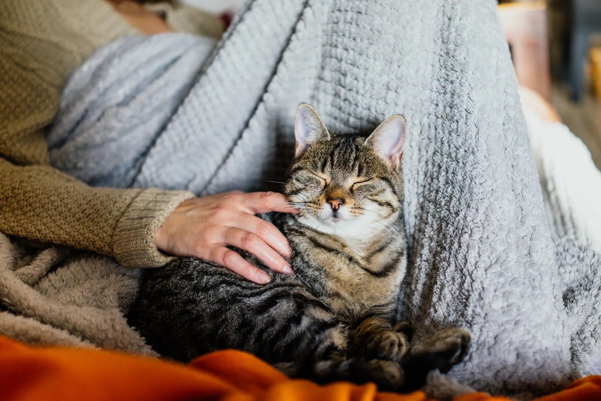 Katt löper