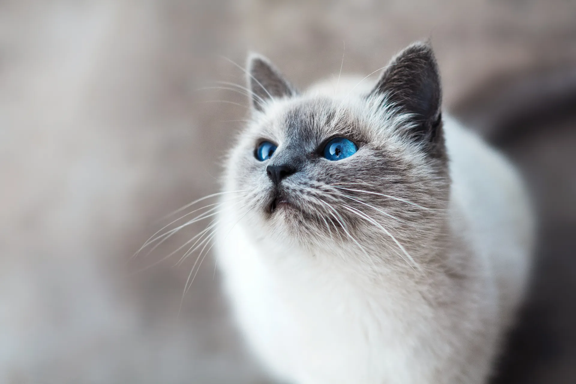 Katt