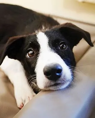 Border collie valp