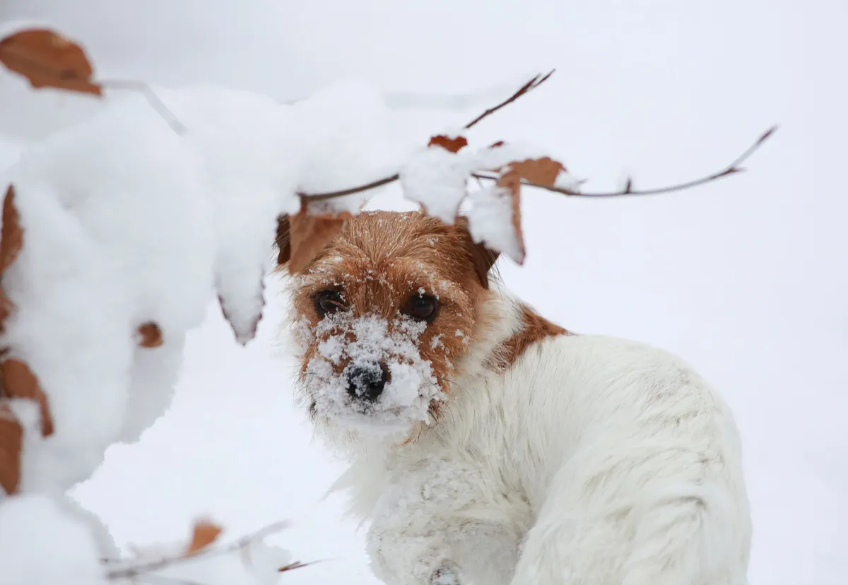 Hund i snö